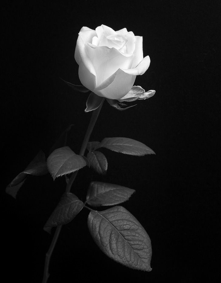Shinjiaratani flower