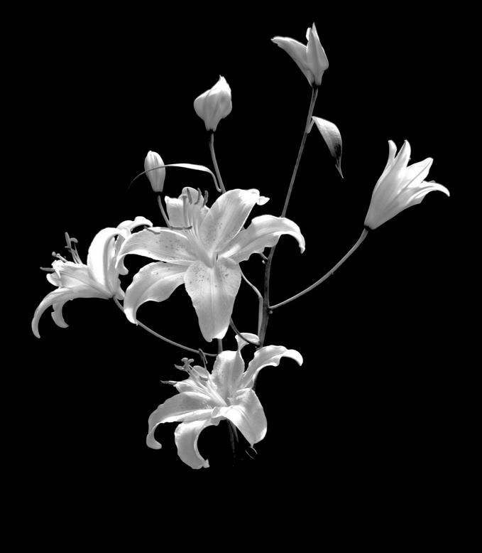 Soulhearts flower